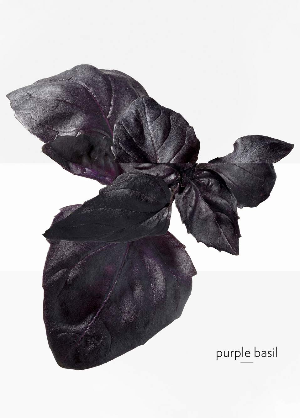 Eau De Basilic Pourpre Edc 100 ml — Product image 5 of 8