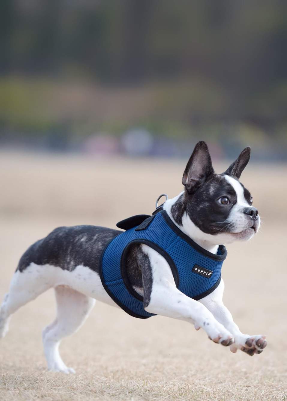 Soft Vest Lacivert Köpek Göğüs Tasması — Product image 4 of 5