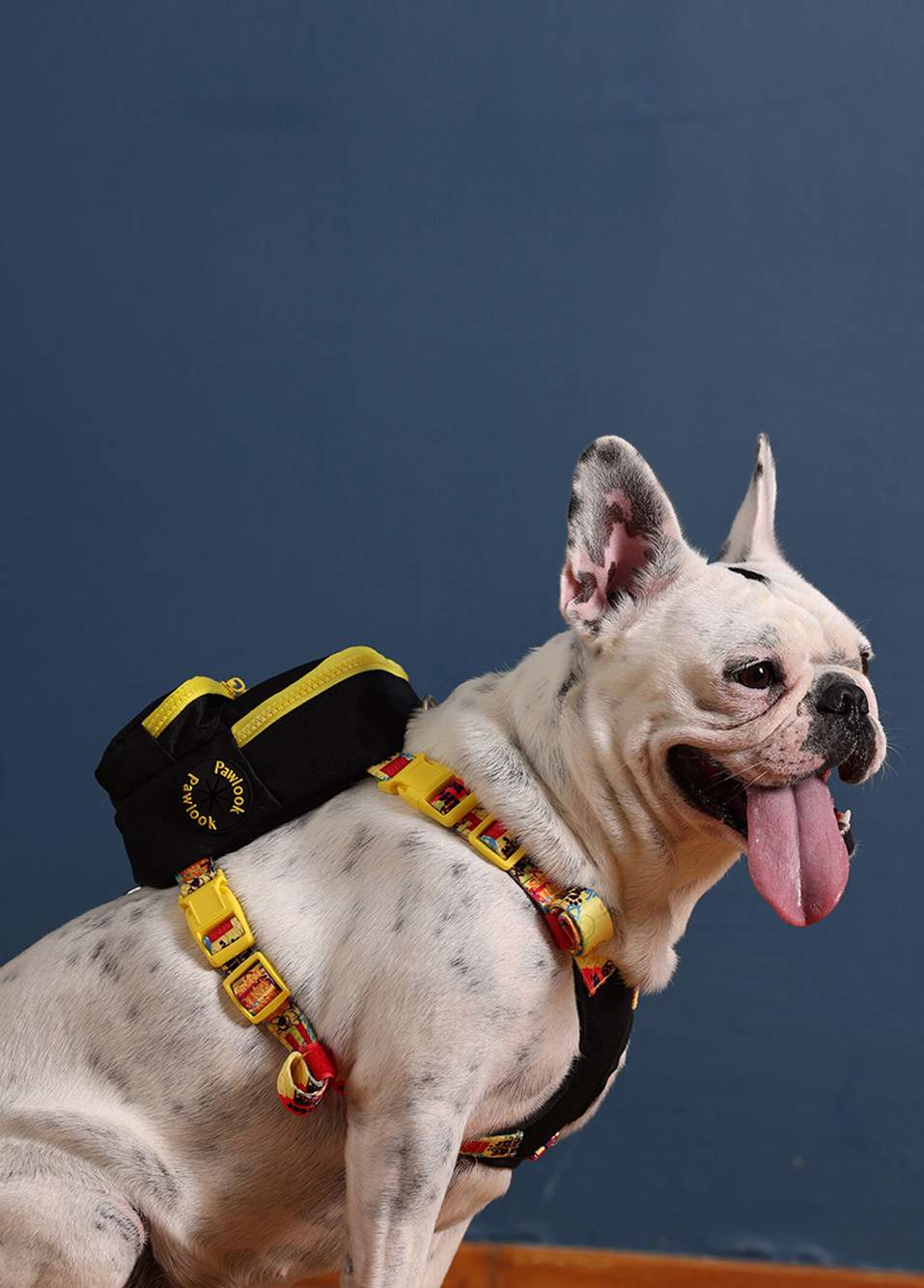 Siyah Köpek Sırt Çantası ve Çantalı Göğüs Tasması — صورة المنتج 5 من 5