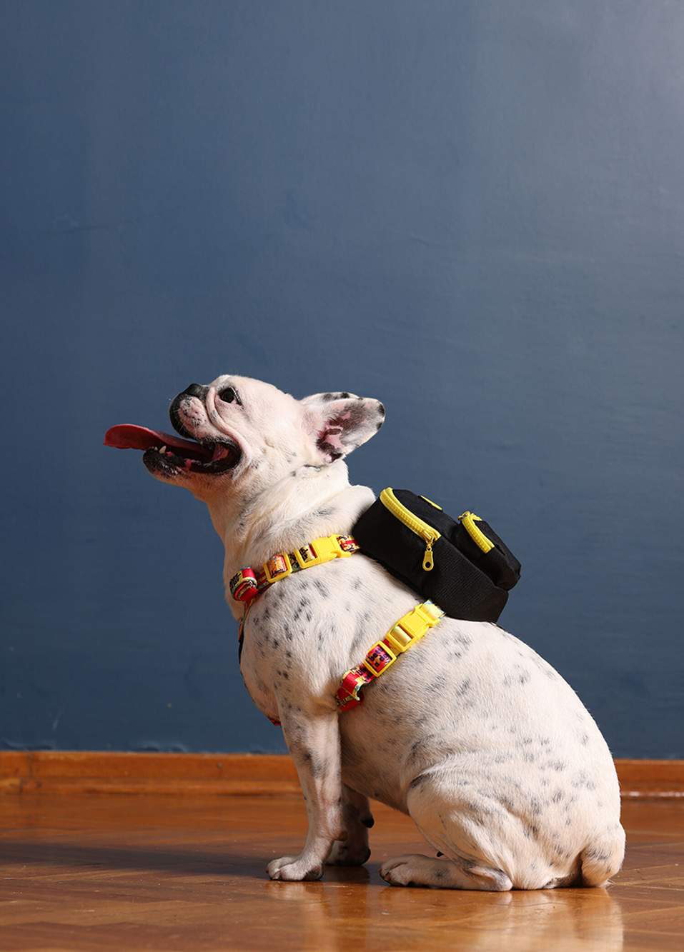 Siyah Köpek Sırt Çantası ve Çantalı Göğüs Tasması — صورة المنتج 4 من 5