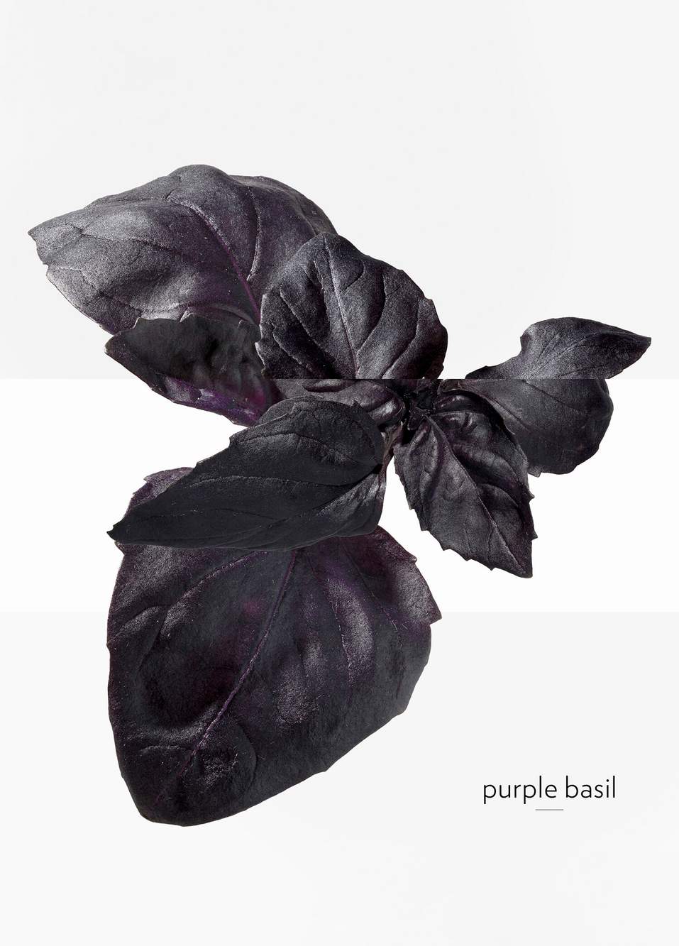Eau De Basilic Pourpre Edc 200 ml — Product image 6 of 9