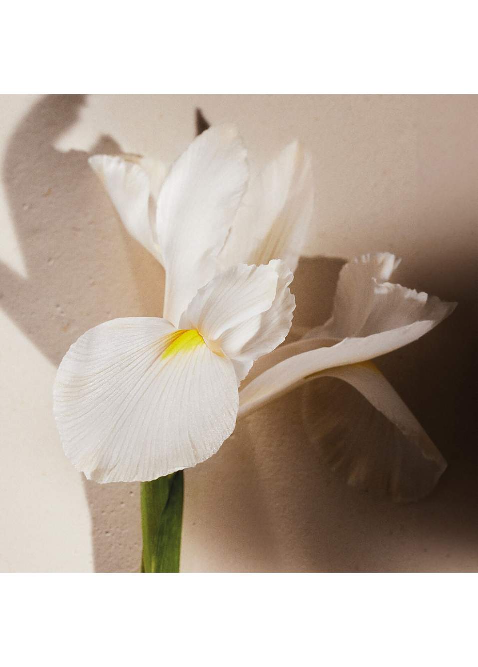 Atelier des Fleurs Iris Edp 150 ML — Product image 4 of 4