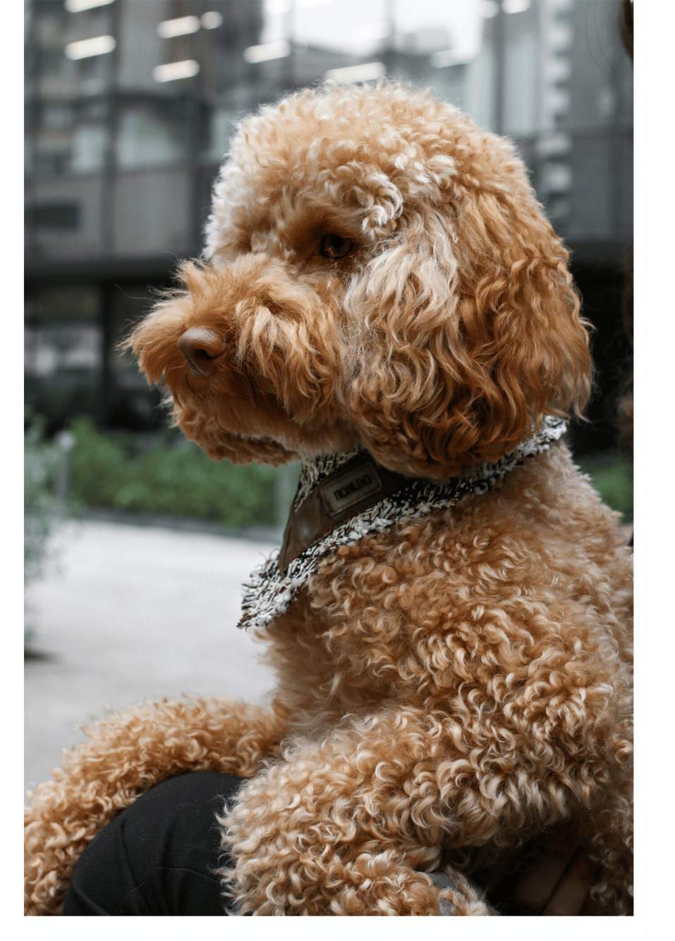 Krem Rengi Deri Detaylı Köpek Bandana — صورة المنتج 3 من 5
