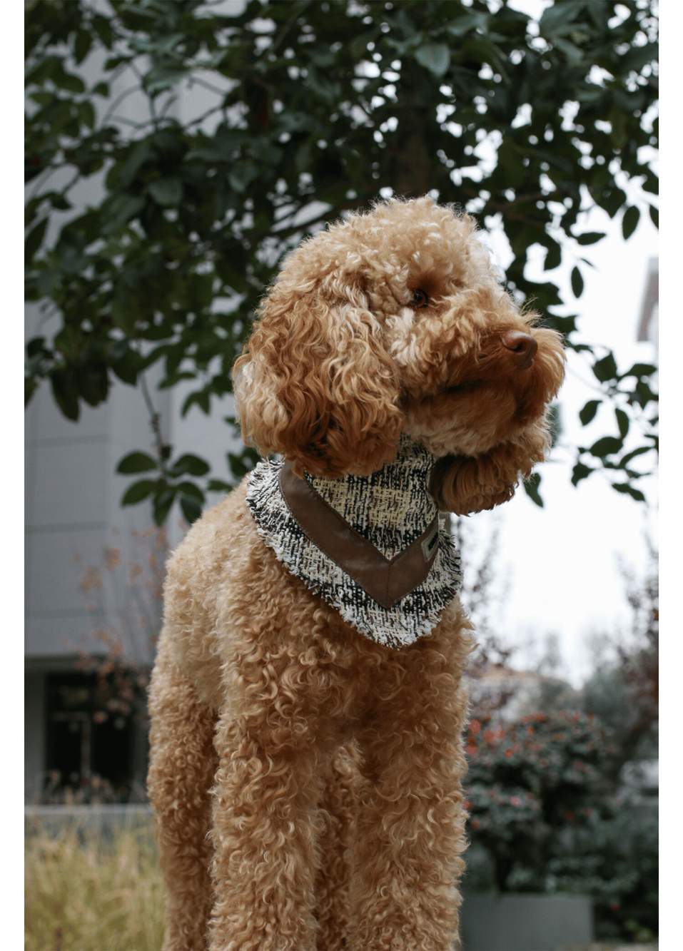 Krem Rengi Deri Detaylı Köpek Bandana — صورة المنتج 4 من 5