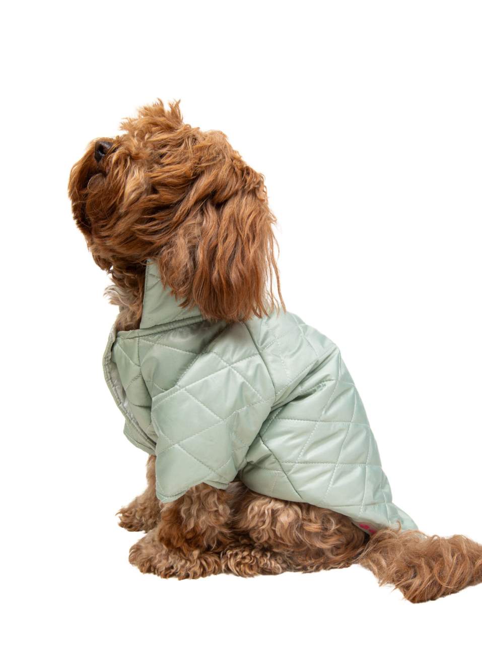 Minty Green Puffer Küçük Irk Köpek Mont — Product image 3 of 5
