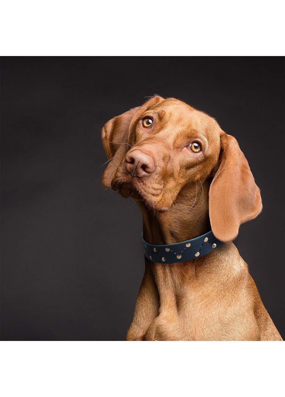 Lacivert Deri Köpek Boyun Tasması — صورة المنتج 3 من 4